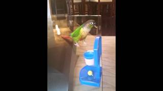 Mad bird skills