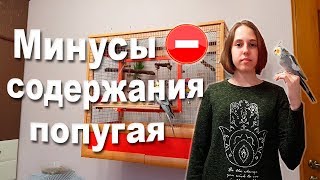 Минусы содержания попугая. Что нужно знать перед покупкой? | Рокки Life
