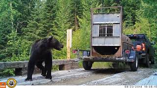 WATCH: 2 captured grizzly bears released in Northwest Montana