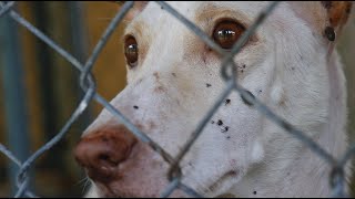 What can you do to stop animal abuse?
