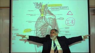 ANATOMY; MUSCLES OF THE SHOULDER & UPPER ARM by Professor Fink