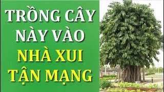 Đừng bao giờ trồng cây này trong nhà kẻo rước xui xẻo vận đen kéo đến xui tận mạng