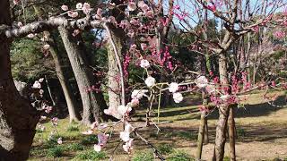 小石川後楽園の梅林　今日の東京は最高気温１８℃　2020.2.13　2