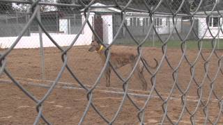 Dolores Ruth - Razldazl Kennels