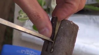 Grafting big tree تطعيم شجرة كبيرة