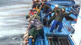 Mal amanhado - Pesca do Atum 2011