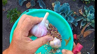 КРУПНЫЙ ЧЕСНОК со стрелками сбор семян