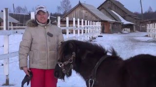 Пони возит сено.