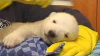Polar Bear Cub "Flocke" (5.2.2008)