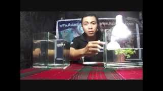 Very Easy Betta Breeding Tips