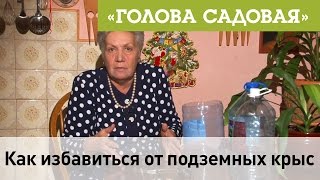 Голова садовая - Как избавиться от подземных крыс