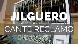 Jilguero raza,canto del jilguero perfecto
