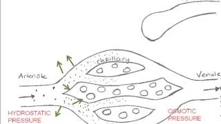 Capillary Fluid Exchange