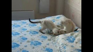 Драка тайских кошек! Улётное видео! Тайские кошки - это чудо! Funny Cats