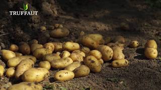 Comment cultiver des pommes de terre pré-poussées ? - Jardinerie Truffaut TV