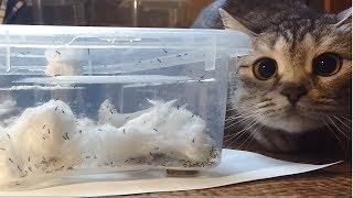 Муравьиная ферма своими руками из гипса и пищевого контейнера - Ant farm