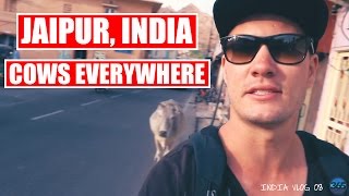COWS EVERYWHERE II INDIA VLOG 08