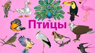 ПТИЦЫ ВИДЕО ПРО ПТИЦ НАЗВАНИЯ ПТИЦ Развивающее видео для детей ГУСЬ/ПАВЛИН/ВОРОНА/ОРЁЛ/ЗЯБЛИК/ТУКАН