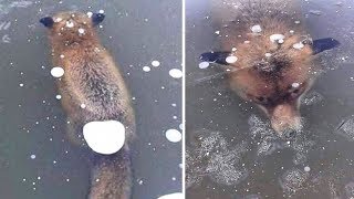 7 Animals Frozen in Time