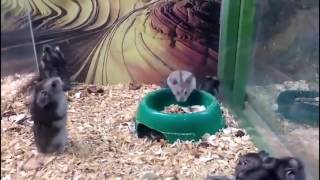 Смешное видео про хомяков, хомяк-акробат | Funny video about a hamster, a hamster-acrobat