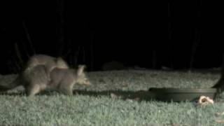Mother and Baby Possum