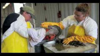 Bird Cleaning