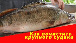 Как почистить крупного судака. Компания "Русский булат"