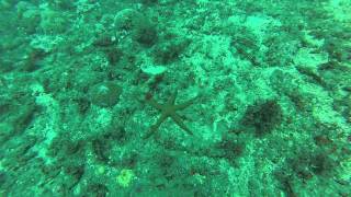 Индонезия, Бали. Nusa Dua 1-й дайв.