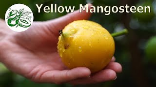 How we got our Yellow Mangosteen Fruiting