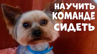 КАК НАУЧИТЬ СОБАКУ КОМАНДЕ СИДЕТЬ  | ДРЕССИРОВКА СОБАК | Дрессировка собак с Darti