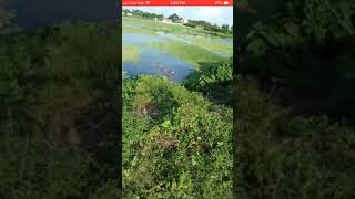 রুপসী বাংলার গ্রাম, বাংলাদেশের অপরুপ একটি লাইভ ভিডিও