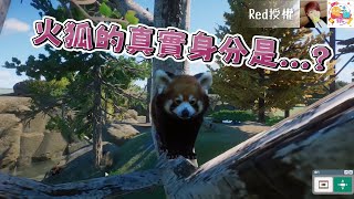 Red-火狐的真實身分是...?-動物園之星⭐【MGN夥伴精華】