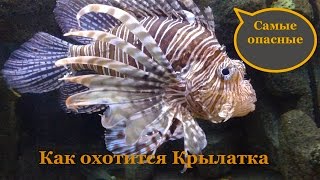 Крылатка. Самые  опасные и ядовитые. Как охотится Крылатка.
