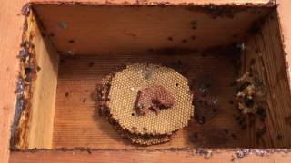 Natural hive duplication ?