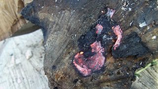 Быстрый способ заготовить трут из трутовика / tinder from fungus polypore