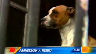 Continúa preocupación por maltrato animal