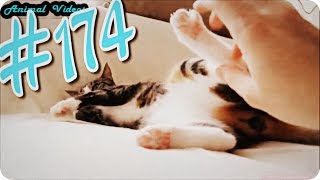 Приколы с животными №174   Щекотать коту лапы  Смешные животные  Animal videos