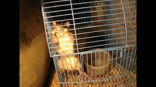 Поймал крысу и она ОРЕТ!111