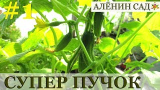 СУПЕР ПУЧОК / Как формировать огурцы с пучковой и суперпучковой завязью