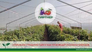 ОТКРЫВАЕМ СТРАШНУЮ ТАЙНУ! КАК ПРОИЗВОДЯТСЯ СЕМЕНА ГИБРИДОВ