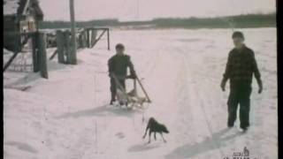 Future sled dog