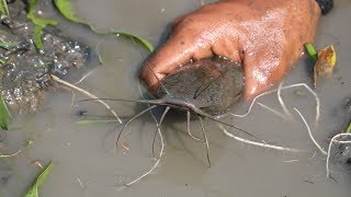 Hand Fish Catching ! Amazing boy Catching Catfish in Mud Water | Fishing by Hand