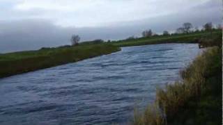 Gundog Training english springer spaniel retrieving from water
