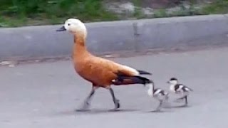Утка с утятами гуляет по дороге в центре Москвы