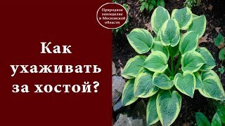 КАК УХАЖИВАТЬ ЗА ХОСТОЙ.