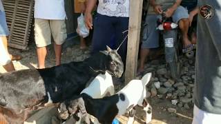 Jenis kambing sehat Dan berkualitas..di pasar trenggalek..