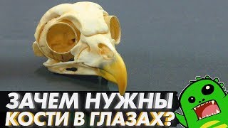 Зачем в глазу КОСТИ? Строение глаза и сюрпризы эволюции.