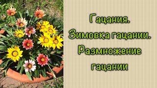 #гацания #житьёбытьё Гацания. Зимовка гацании. Размножение гацании