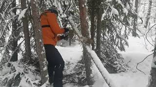 Проверка капканов на куницу, эксперимент продолжается