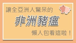 讓全亞洲人驚呆的 非洲豬瘟懶人包 看這裡啦！【防疫最前線 非洲豬瘟】